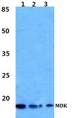 Midkine Antibody in Western Blot (WB)