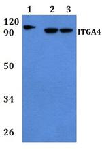 ITGA4 Antibody in Western Blot (WB)