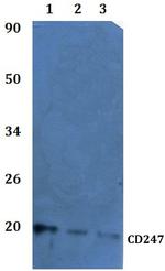 CD3z Antibody in Western Blot (WB)