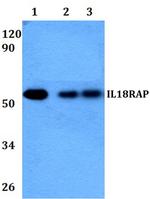 IL18RAP Antibody in Western Blot (WB)