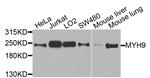 MYH9 Antibody in Western Blot (WB)