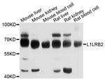 LILRB2 Antibody in Western Blot (WB)