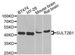 SULT2B1 Antibody in Western Blot (WB)