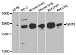 WNT4 Antibody in Western Blot (WB)