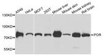 Cytochrome P450 Reductase Antibody in Western Blot (WB)