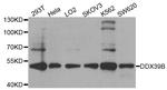 UAP56 Antibody in Western Blot (WB)