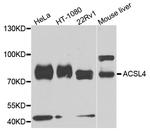 ACSL4 Antibody in Western Blot (WB)