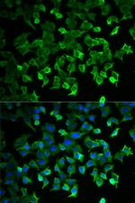 HSPA1A Antibody in Immunocytochemistry (ICC/IF)