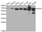 HSPA1A Antibody in Western Blot (WB)