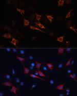 HSPA1A Antibody in Immunocytochemistry (ICC/IF)