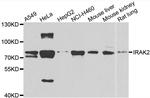 IRAK2 Antibody in Western Blot (WB)