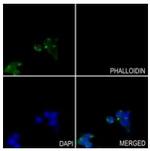 GOT1 Antibody in Immunocytochemistry (ICC/IF)