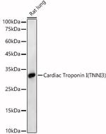 Cardiac Troponin I Antibody in Western Blot (WB)