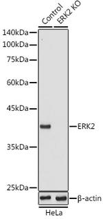 ERK2 Antibody in Western Blot (WB)