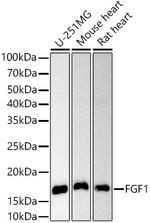 FGF1 Antibody in Western Blot (WB)