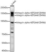 CD49d (Integrin alpha 4) Antibody in Western Blot (WB)