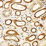 BMP-7 Antibody in Immunohistochemistry (Paraffin) (IHC (P))