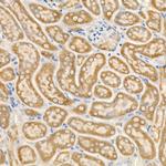 BMP-7 Antibody in Immunohistochemistry (Paraffin) (IHC (P))