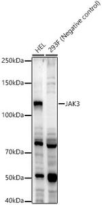 JAK3 Antibody in Western Blot (WB)
