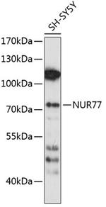 NR4A1 Antibody in Western Blot (WB)