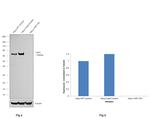 YAP1 Antibody