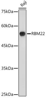 RBM22 Antibody in Western Blot (WB)