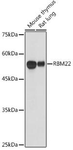 RBM22 Antibody in Western Blot (WB)