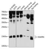 SNAPAP Antibody in Western Blot (WB)