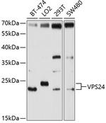 CHMP3 Antibody in Western Blot (WB)