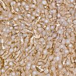 ZIP14 Antibody in Immunohistochemistry (Paraffin) (IHC (P))