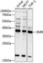 Embigin Antibody in Western Blot (WB)