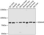 SEMA4F Antibody in Western Blot (WB)