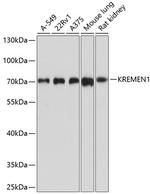 KREMEN1 Antibody in Western Blot (WB)