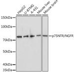 NGF Receptor Antibody in Western Blot (WB)