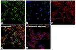 Aldolase C Antibody in Immunocytochemistry (ICC/IF)