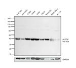 Aldolase C Antibody in Western Blot (WB)