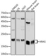 K-Ras Antibody in Western Blot (WB)