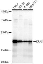 K-Ras Antibody in Western Blot (WB)