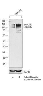 JMJD1A Antibody in Western Blot (WB)