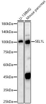 SEL1L Antibody in Western Blot (WB)