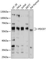 PDCD7 Antibody in Western Blot (WB)