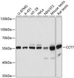 TCP1 eta Antibody in Western Blot (WB)