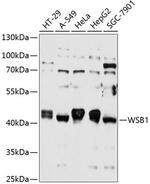 WSB1 Antibody in Western Blot (WB)