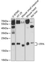 ITPA Antibody in Western Blot (WB)