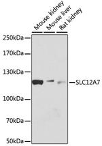 KCC4 Antibody in Western Blot (WB)