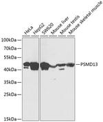 PSMD13 Antibody in Western Blot (WB)