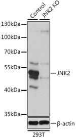 JNK2 Antibody in Western Blot (WB)