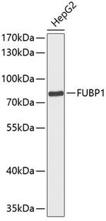 FUBP1 Antibody in Western Blot (WB)