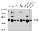 MEK1 Antibody in Western Blot (WB)