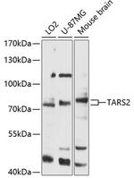 TARS2 Antibody in Western Blot (WB)